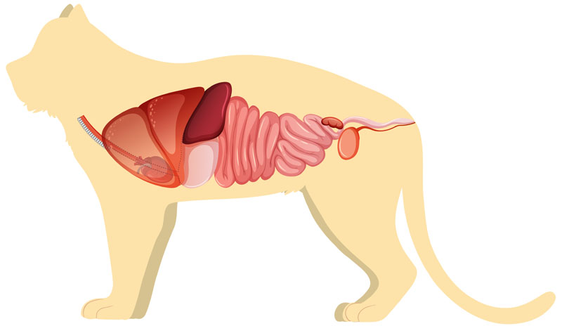 Microbiota Intestinal gatos y perros